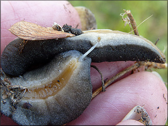 Belocaulus angustipes (Heynemann, 1885) Black-velvet Leatherleaf Mating