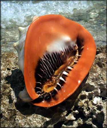 Cassis madagascariensis Lamarck, 1822 Cameo Helmet Living Specimen 