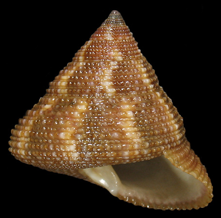 Calliostoma euglyptum (A. Adams, 1855) Sculptured Topsnail