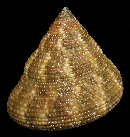 Calliostoma euglyptum (A. Adams, 1855) Sculptured Topsnail