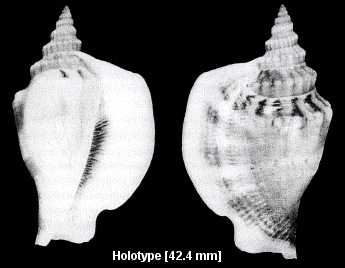 Dolomena hickeyi (Willan, 2000)