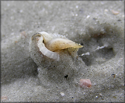 Phrontis acuta (Say, 1822) Sharp Nassa