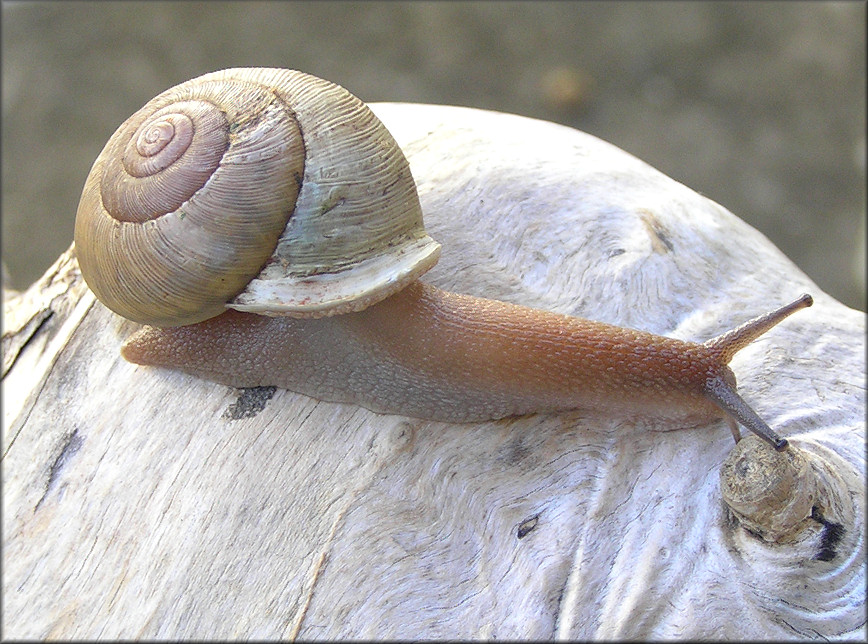  Neohelix species