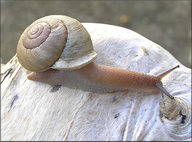 Neohelix species