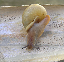 Neohelix species