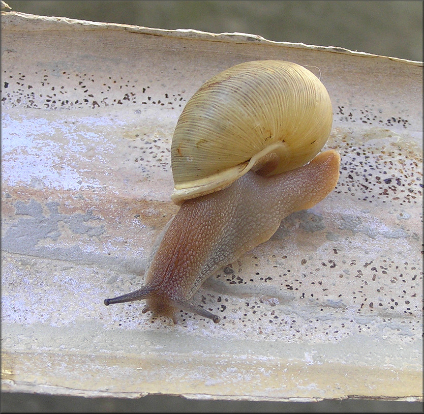  Neohelix species