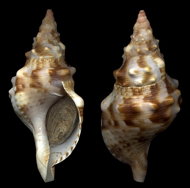 Charonia lampas sauliae (Reeve, 1844)