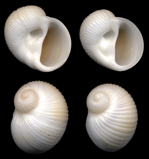 Stigmaulax sulcatus (Born, 1778) Grooved Moonsnail