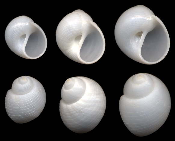 Sigatica carolinensis (Dall, 1889) Carolina Moonsnail