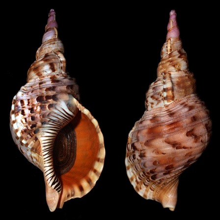 Charonia tritonis (Linnaeus, 1758)