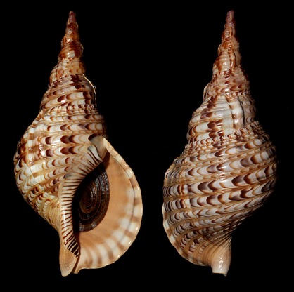 Charonia tritonis tritonis (Linnaeus, 1758)