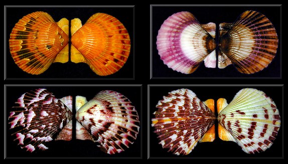 Argopecten ventricosus (G. B. Sowerby II, 1842) Pacific Calico Scallop