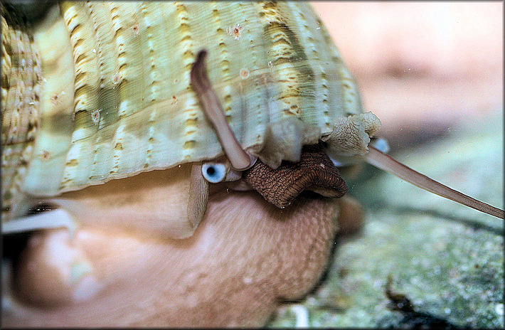 Turbo canaliculatus Hermann, 1781 Channeled Turban Living Specimen