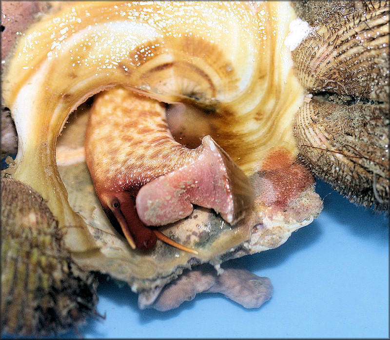 Xenophora conchyliophora (Born, 1780) American Carriersnail