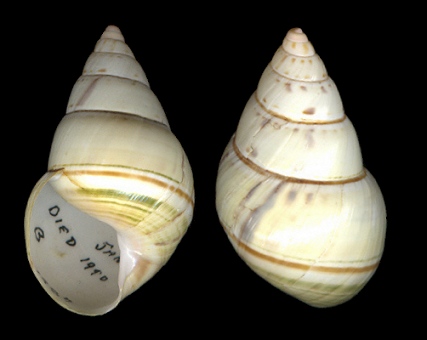 Liguus fasciatus lignumvitae Pilsbry, 1912 Sinistral Specimen