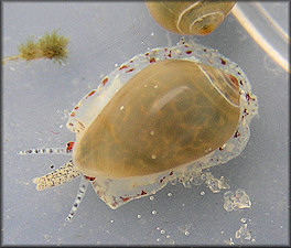 Prunum apicinum (Menke, 1828) Common Atlantic Marginella