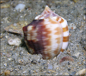 Cassis flammea (Linnaeus, 1758) Flame Helmet