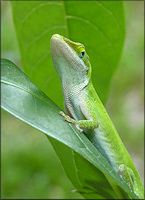 Green Anole [Anolis carolinensis] 