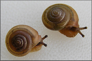 Praticolella mobiliana (I. Lea, 1841) Choctaw Scrubsnail