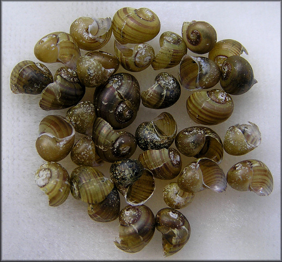 Pomacea paludosa (Say, 1829) Florida Applesnail Juveniles