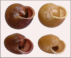 Neohelix solemi Emberton, 1988 Coastal Whitelip