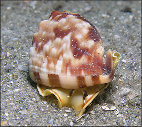 Cassis flammea (Linnaeus, 1758) Flame Helmet