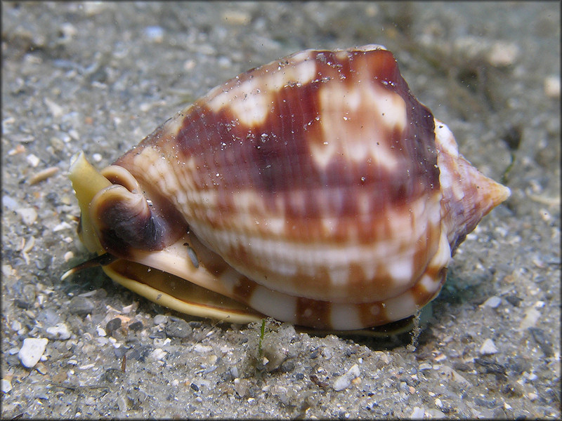 Cassis flammea (Linnaeus, 1758) Flame Helmet