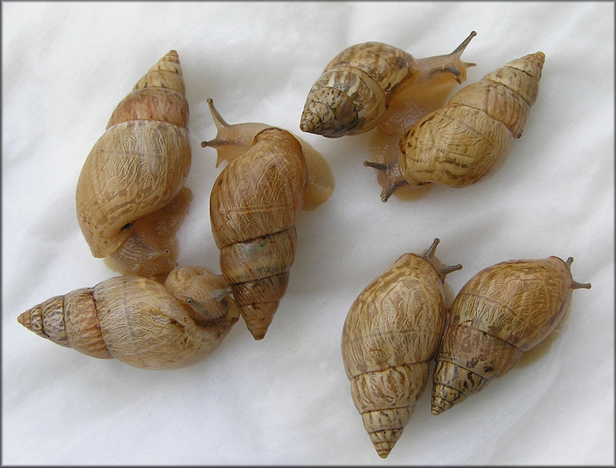 Bulimulus sporadicus (d’Orbigny, 1835)