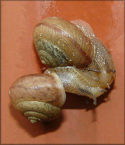 Bradybaena similaris (Frussac, 1821) Mating