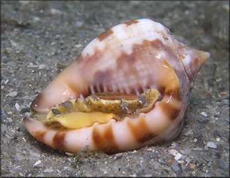 Cassis flammea (Linnaeus, 1758) Flame Helmet