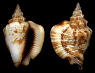 Dolomena pulchella (Reeve, 1851)