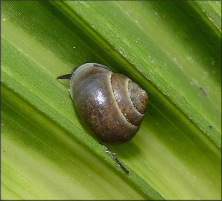 Helicina (Olygyra) orbiculata (Say, 1818) Globular Drop In Situ