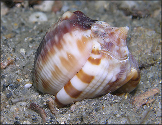 Cassis flammea (Linnaeus, 1758) Flame Helmet