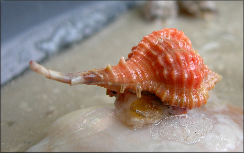 Vokesimurex rubidus (F. C. Baker, 1897) Rose Murex And Probable Egg Mass