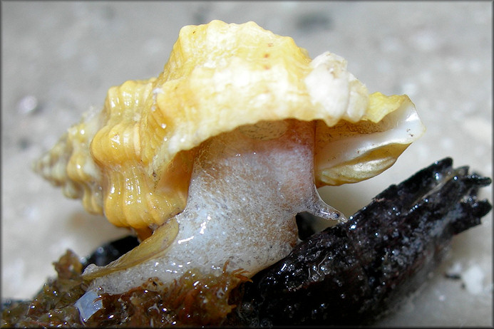 Hesperisternia multangulus (Philippi, 1848) Ribbed Cantharus  Living Specimen