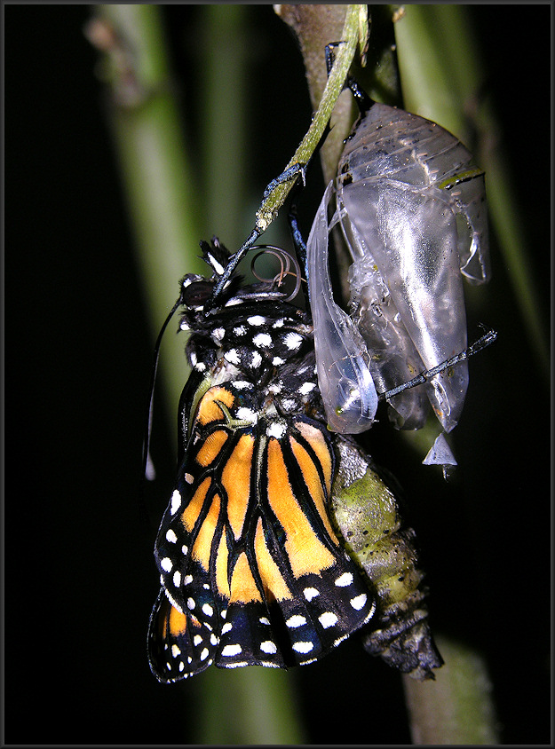Monarch [Danaus plexippus] Emerging From Chrysalis