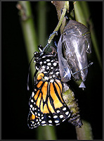 Monarch [Danaus plexippus] Emerging From Chrysalis