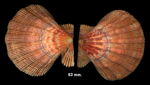 Nodipecten nodosus fragosus (Conrad, 1849) Lions-paw Scallop