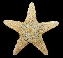 Leptychaster pacificus Fisher, 1906 Pacific Sand Star