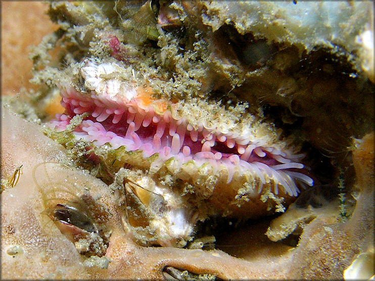 Lima caribaea d'Orbigny, 1853 Spiny Fileclam In Situ