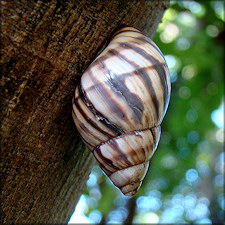 Orthalicus reses reses (Say, 1830) Stock Island Tree Snail Aestivating