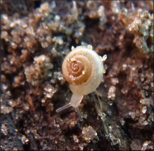 Hawaiia minuscula (A. Binney, 1841) Minute Gem