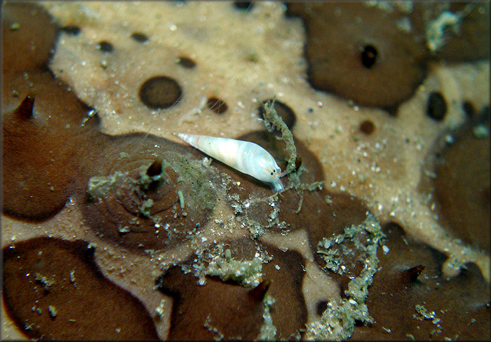 Melanella hypsela (A. E. Verrill and Bush, 1900) Sharp Eulima In Situ