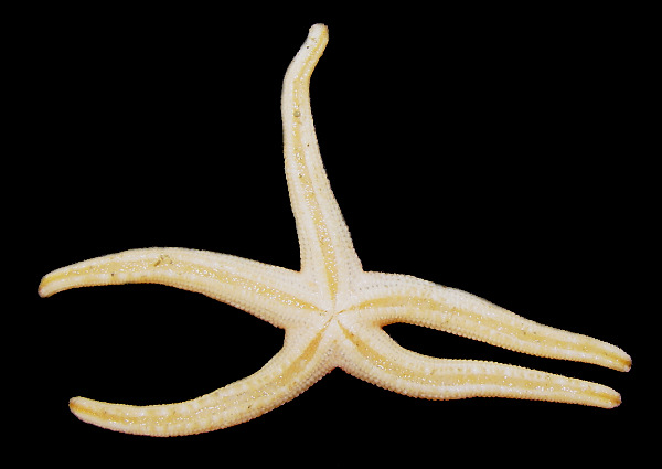 Odontohenricia fisheri (Rowe and Albertson, 1988)