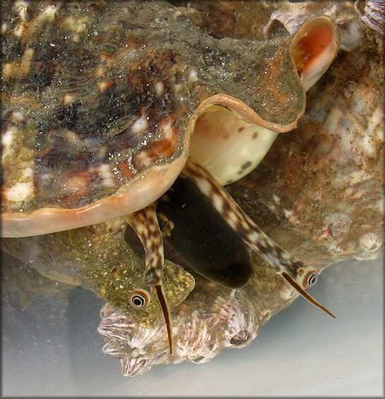 Lobatus raninus (Gmelin, 1791) Hawkwing Conch Living Animal