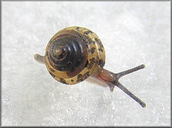 Euconulus trochulus (Reinhart, 1883) Silk Hive