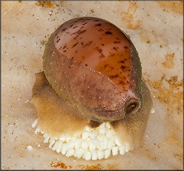 Luria cinerea (Gmelin, 1791) Atlantic Gray Cowrie With Eggs