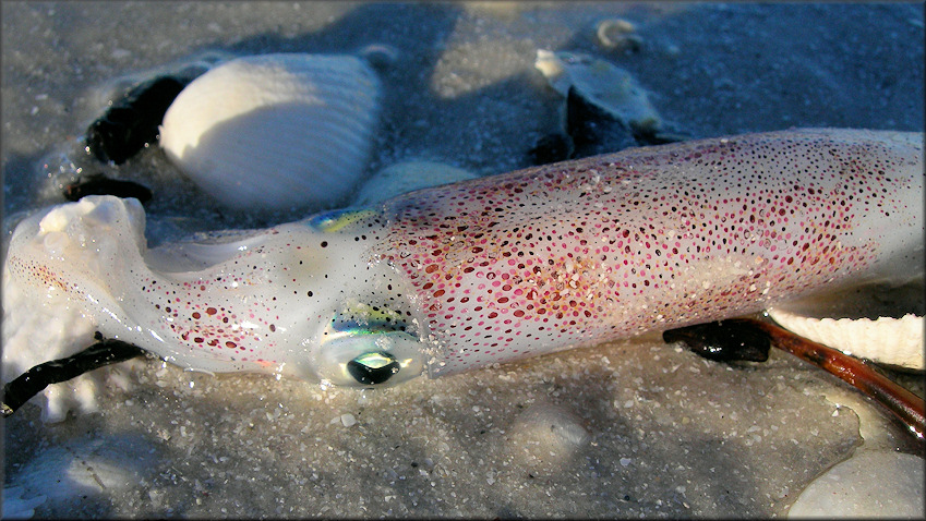 Doryteuthis pleii (Blainville, 1823) Slender Inshore Squid