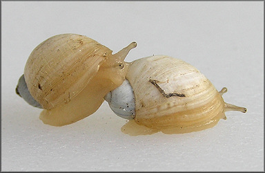 Succinea campestris Say, 1818 Crinkled Ambersnail