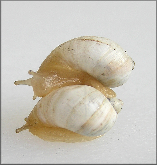 Succinea campestris Say, 1818 Crinkled Ambersnail